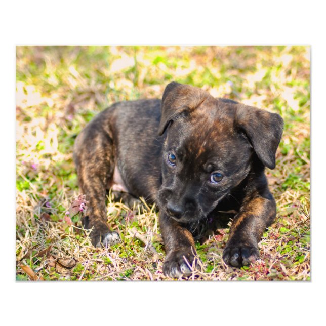 Innocent Brindle Puppy Photo Print (Front)
