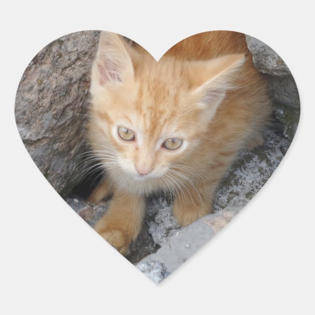 Innocent Kitten Heart Sticker (Front)