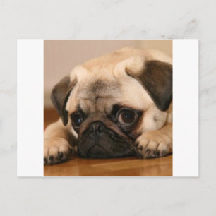 " Innocent " Pug Postcard