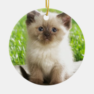 Innocent Ragdoll Kitten Ceramic Tree Decoration