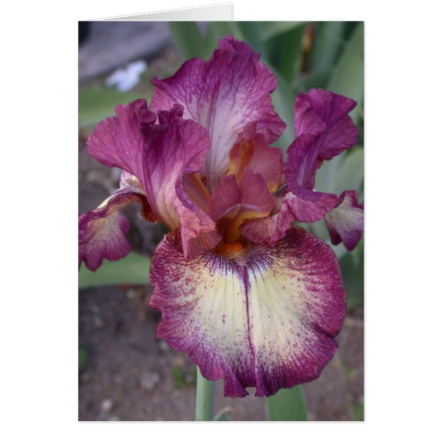 "Innocent Star" Iris Card - Blank  (Front)