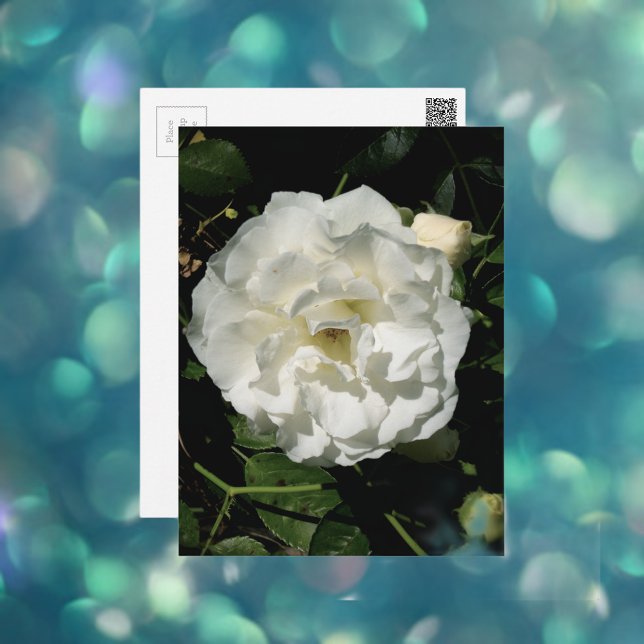 Innocent White Rose Postcard (Creator Uploaded)