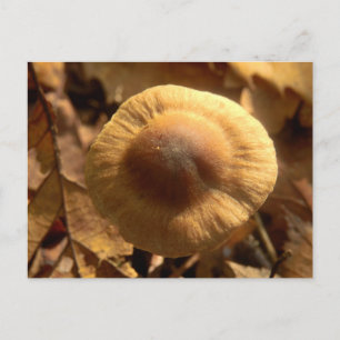 Inocybe napipes Mushroom Postcard