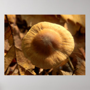 Inocybe napipes Mushroom Poster