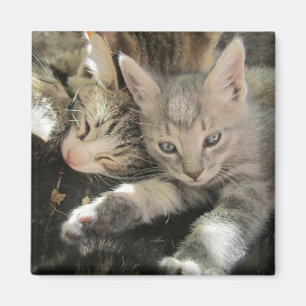 Inoki Kitten Magnet
