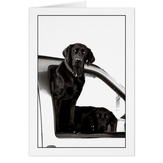 Inquisitive Black Labs (Front)