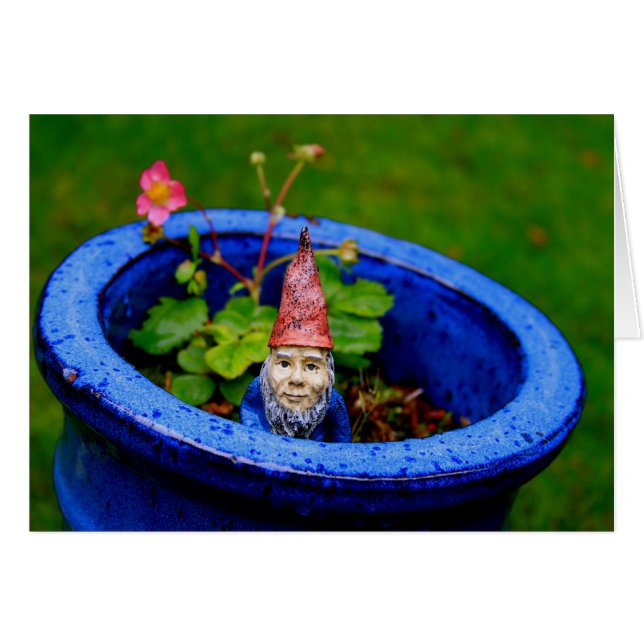 Inquisitive Gnome (Front Horizontal)
