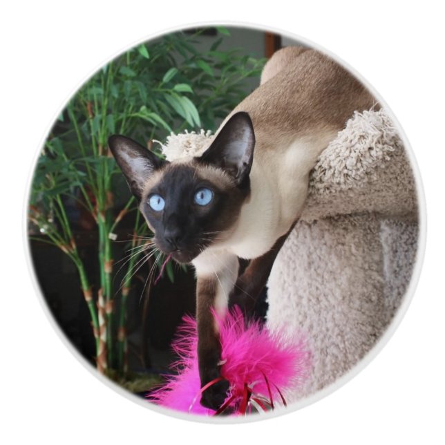 Inquisitive Siamese Cat Ceramic Knob (Front)