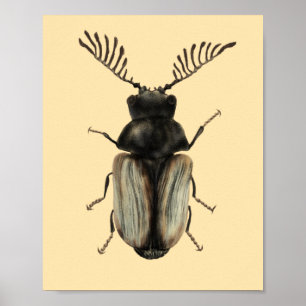 Insect Lover Beetle Art Poster