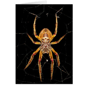 insect macro spider colombia