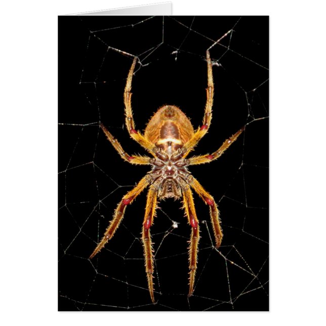 insect macro spider colombia (Front)