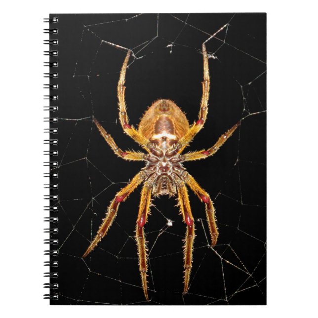 insect macro spider colombia notebook (Front)