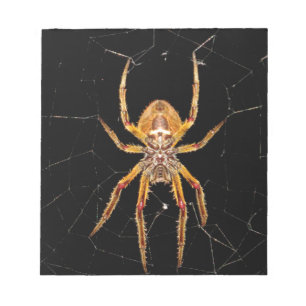 insect macro spider colombia notepad