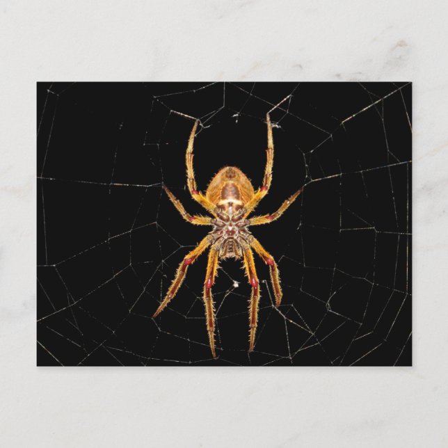 insect macro spider colombia postcard (Front)