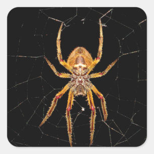 insect macro spider colombia square sticker