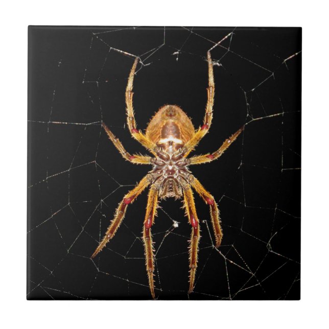 insect macro spider colombia tile (Front)