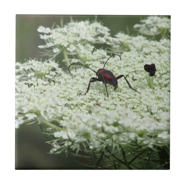 Insect on Elderflower Ceramic Tile (Front)