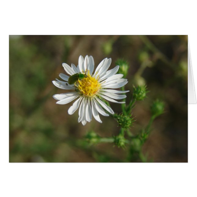 Insect on Flower (Front Horizontal)