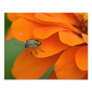 Insect On Flower Photo Print