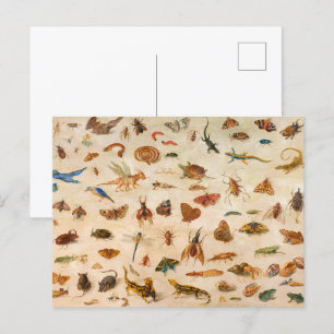Insects, Amphibians and Shells by Jan van Kessel Postcard