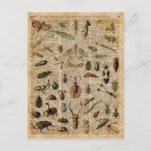 Insects Bugs Vintage Illustration Dictionary Art Postcard