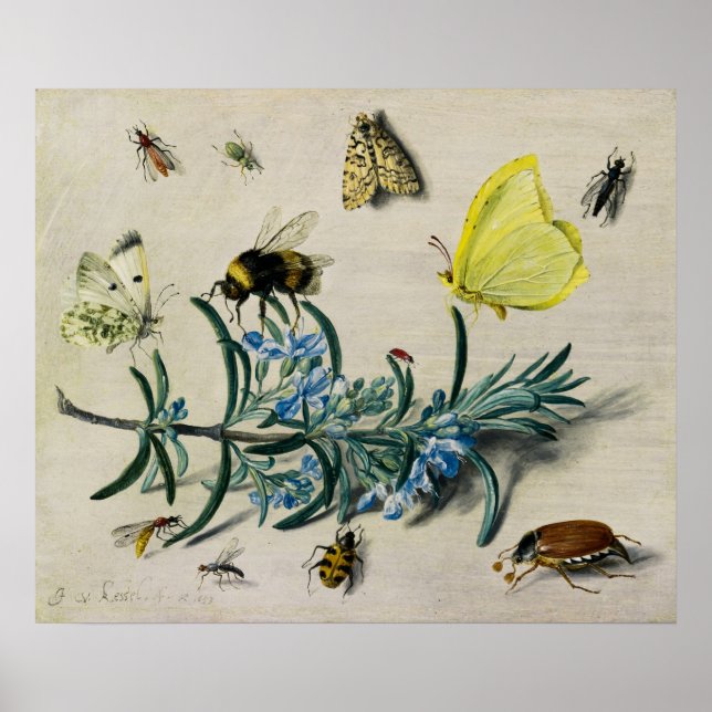 Insects by Jan van Kessel the Elder Poster (Front)