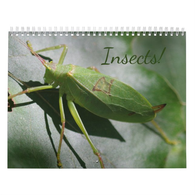 Insects! Calendar (Cover)
