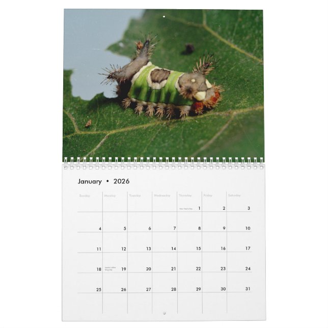 Insects Calendar (Jan 2026)