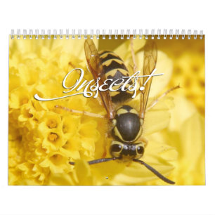 Insects Calendar 2013