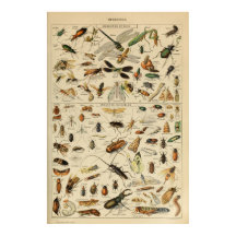 Insects - Collection of insects