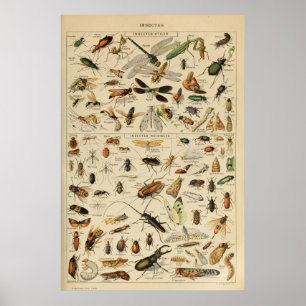 Insects - Collection of insects Poster