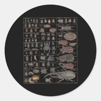 Insects Collection Species Bugs Ch Entomology Classic Round Sticker