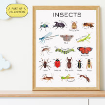 Insects Educational Poster 