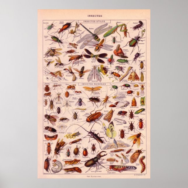 Insects Poster (Front)