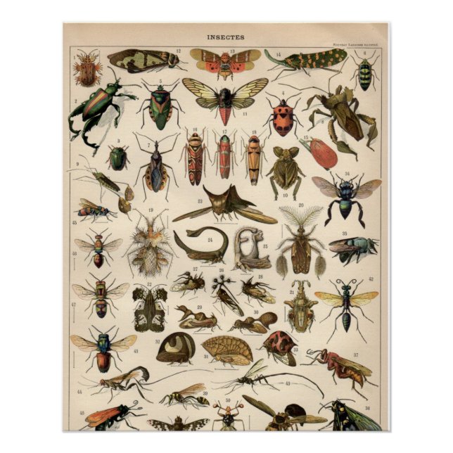 Insects Poster (Front)
