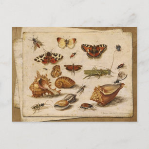 Insects, shells and butterflies postcard