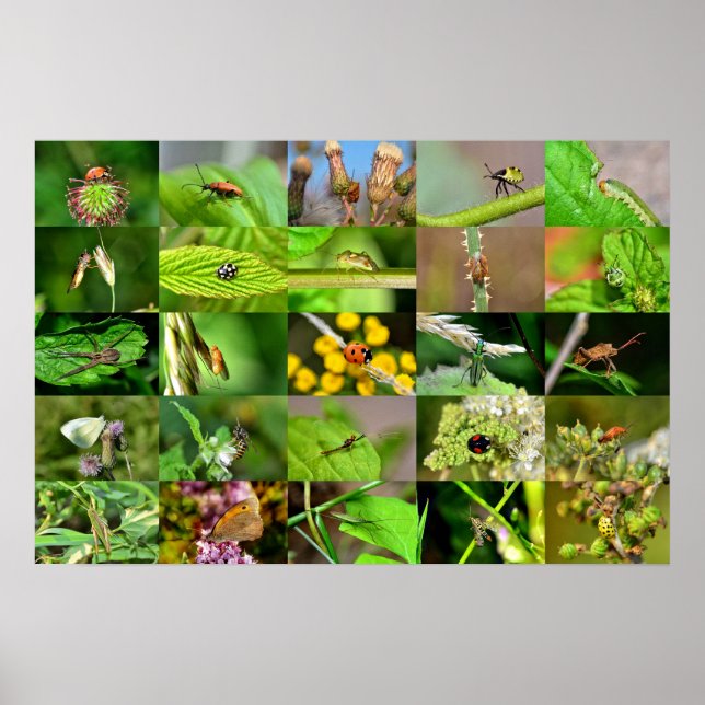 Insekten - Collage Poster (Front)
