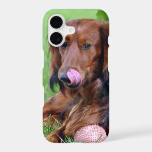 Insert Your Own Photo of Your LongHaired Dachshund
