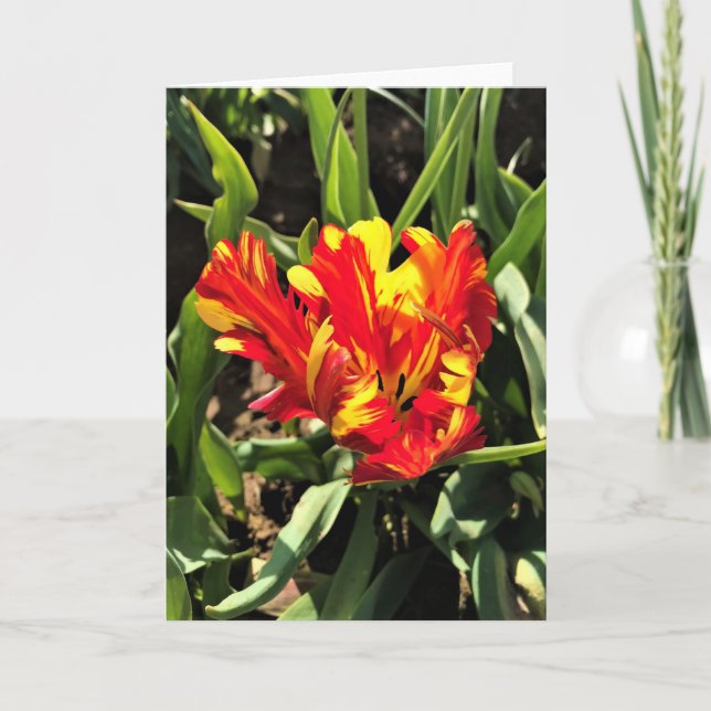 Inside a Flaming Parrot Tulip Card (Front)