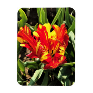 Inside a Flaming Parrot Tulip Magnet