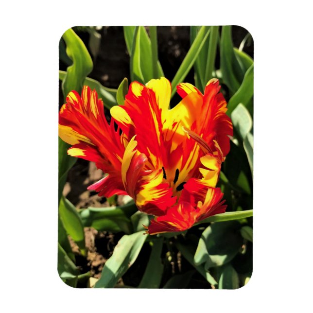 Inside a Flaming Parrot Tulip Magnet (Vertical)