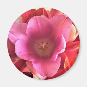 Inside a Pink Tulip Magnet