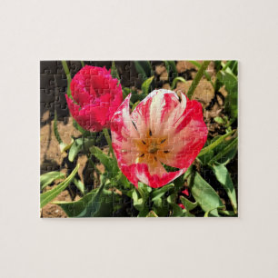 Inside a Pink & White Tulip Jigsaw Puzzle