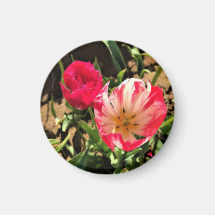 Inside a Pink & White Tulip Magnet
