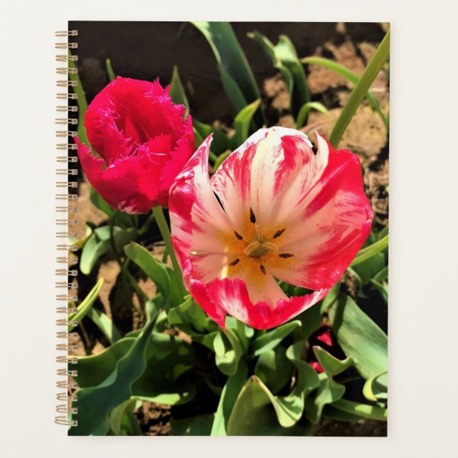 Inside a Pink & White Tulip Planner (Front)