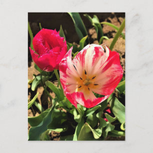 Inside a Pink & White Tulip Postcard