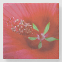 Inside A Red Hibiscus - Macro Photography