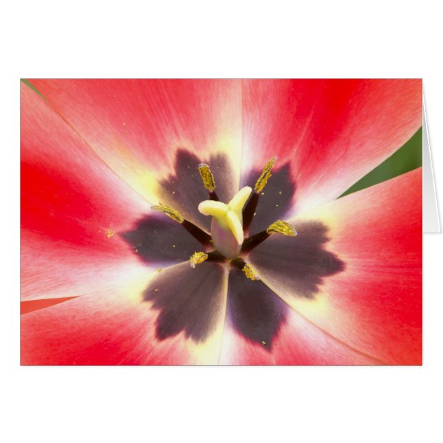 Inside a Tulip (Front Horizontal)