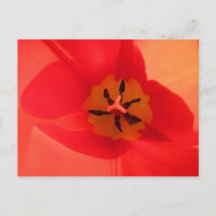 Inside a Tulip Postcard