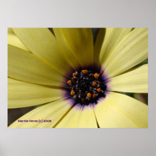 Inside a Yellow Daisy Poster